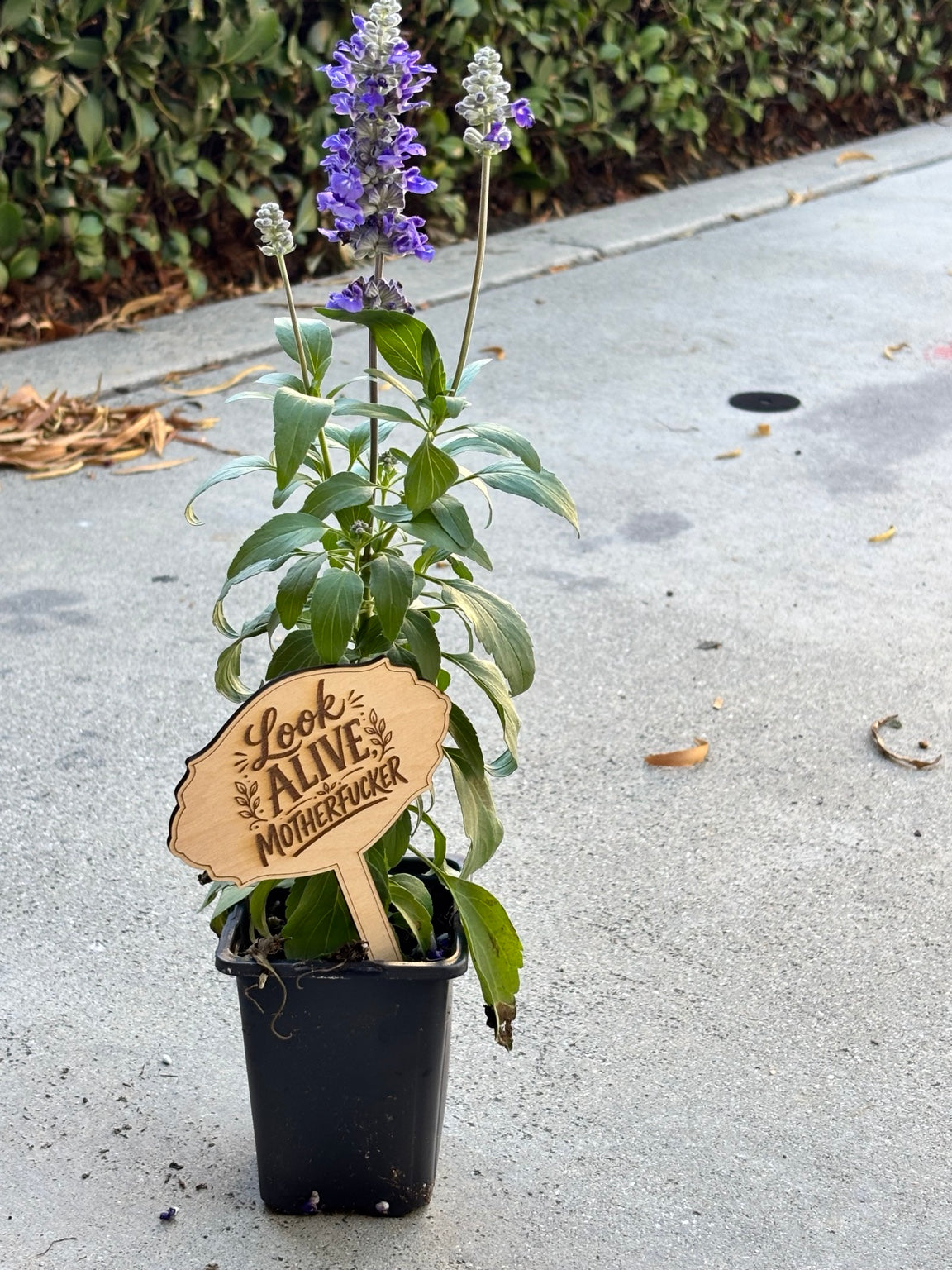 Funny & Sassy Wooden Garden Stakes