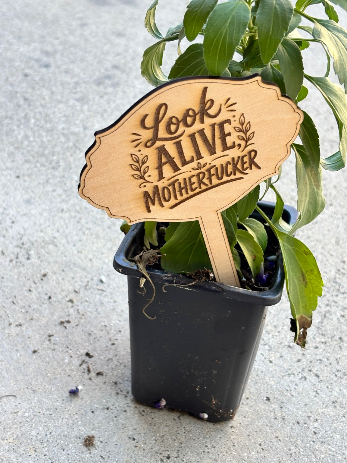 Funny & Sassy Wooden Garden Stakes