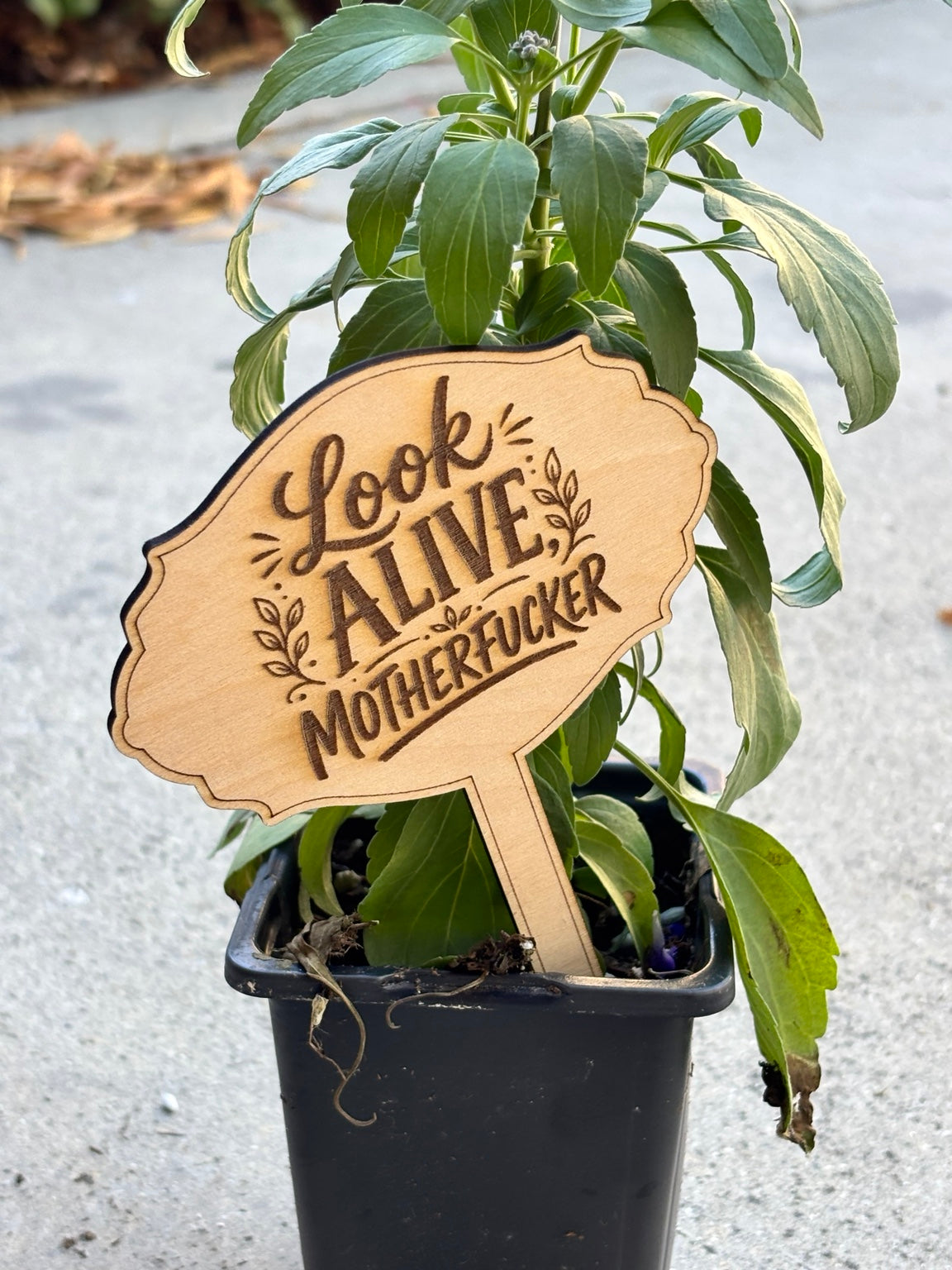 Funny & Sassy Wooden Garden Stakes